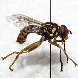 Spilomyia manicata